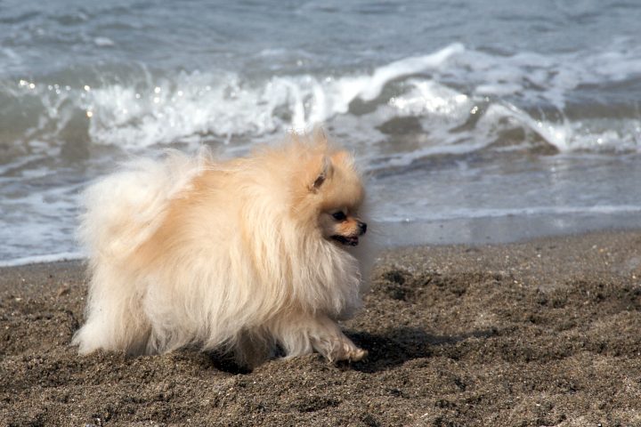 puffy dog
