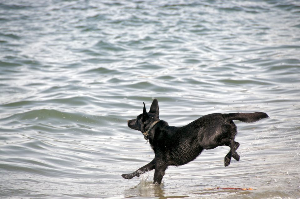 Dog Jumping into the Water