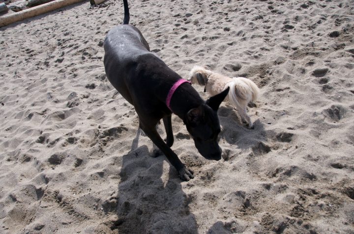 Small Dog Vs Big Dog