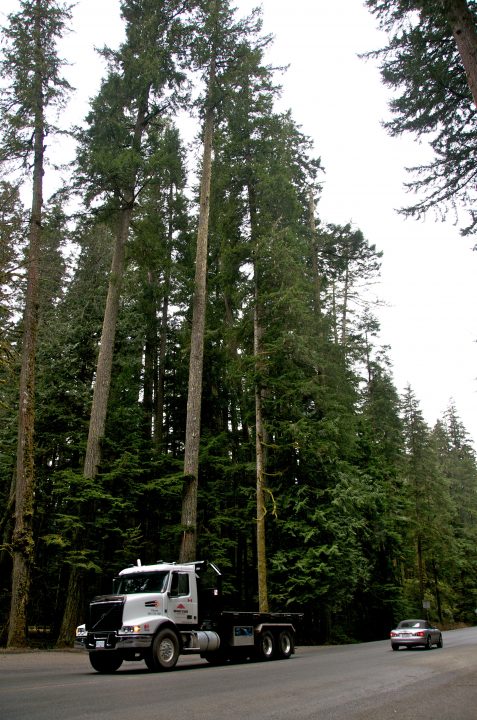 cathedral forest has tall trees