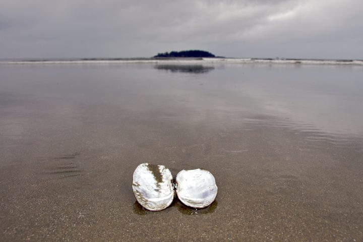 sea shell by the sea shore