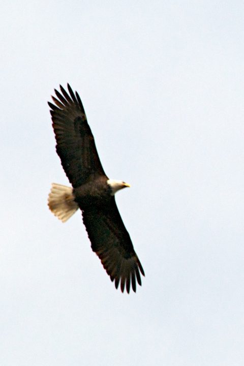 bald eagle