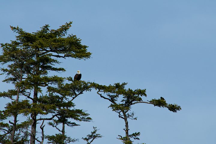 bald eagle