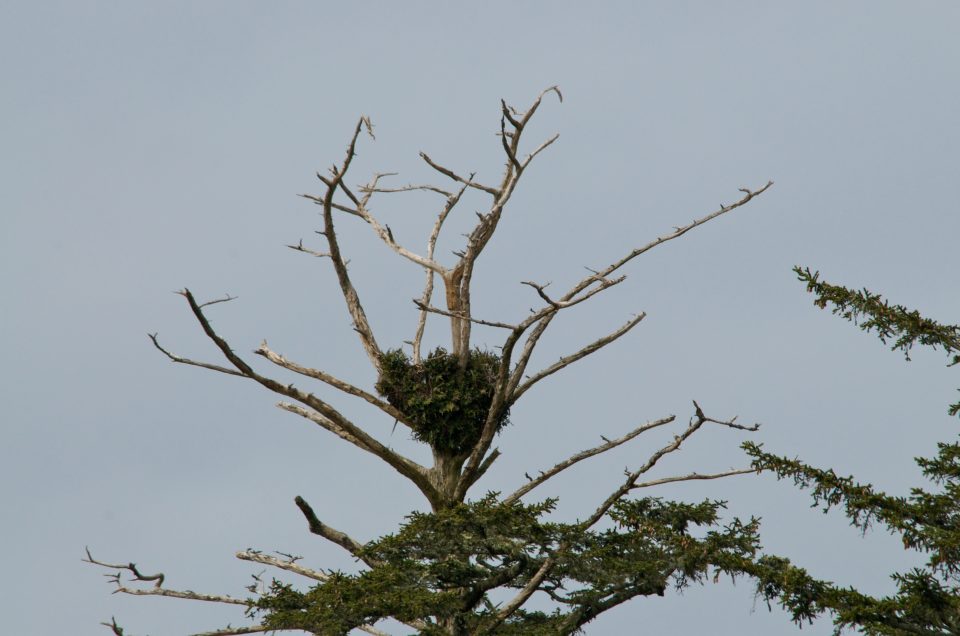 bald eagle nest is still green
