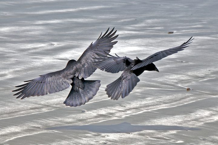 two crows one shadow