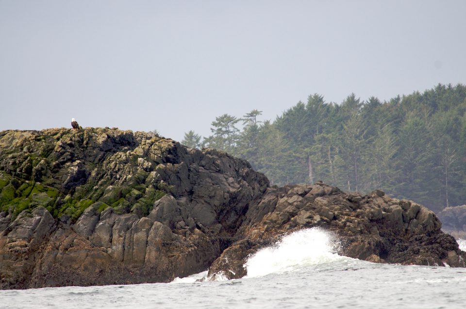 bald eagle has own island