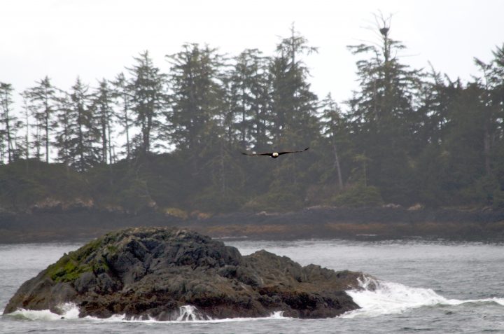 bald eagle coming this way