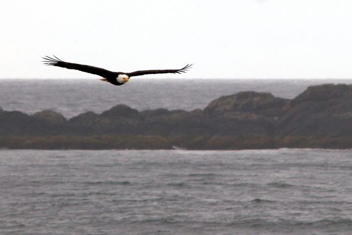 bald eagles, i was one in a past life