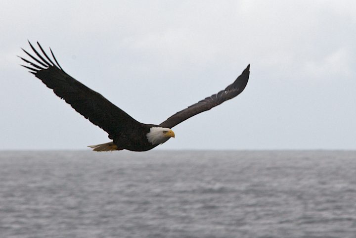 bald eagle loves you