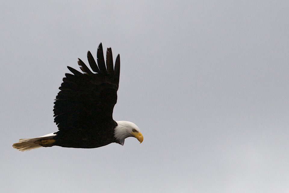 bald eagle soars