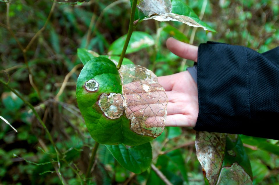 leaf with invisibility super powers