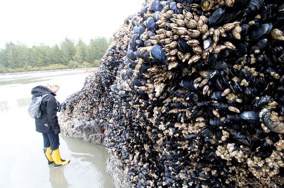 holy bivalve molluscs!