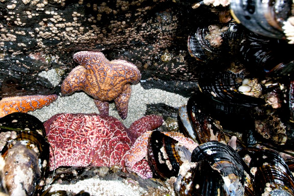 starfish in a cave