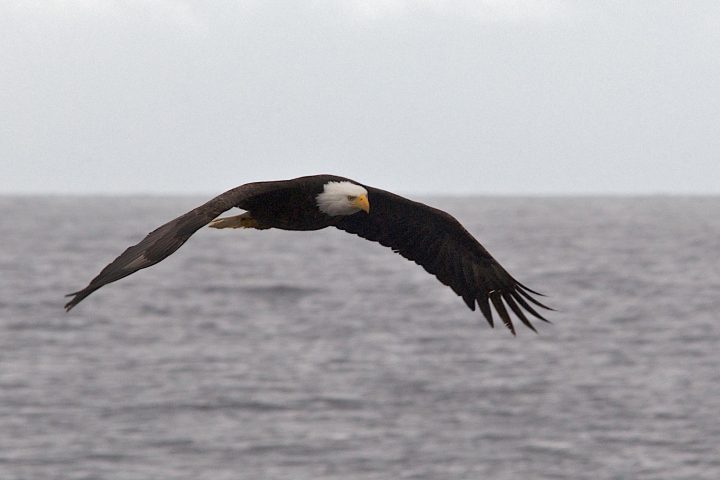 bald eagle