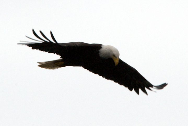 bald eagle looks down