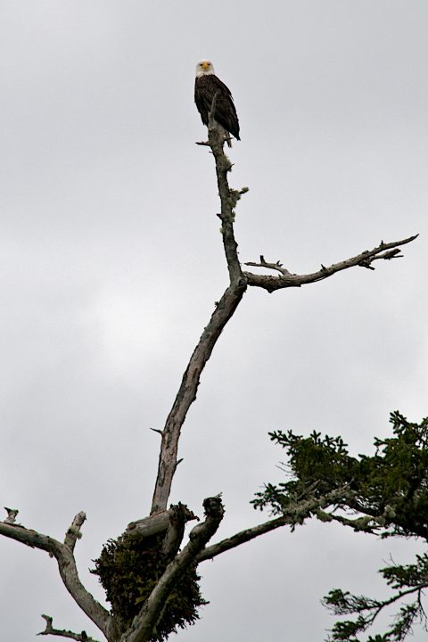 bald eagle and nest