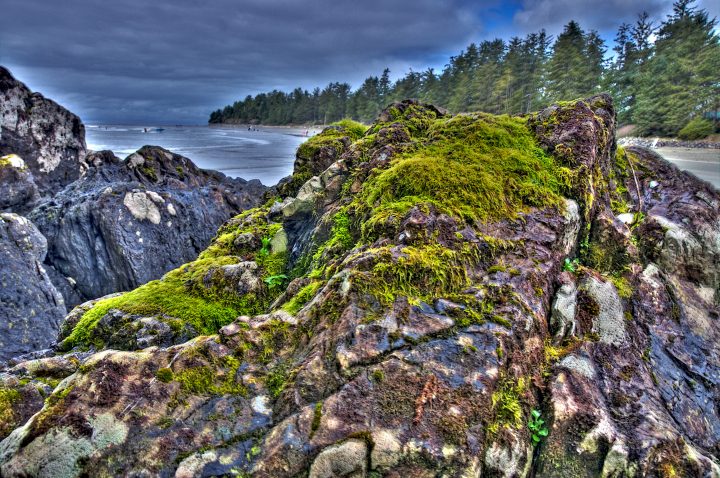 moss