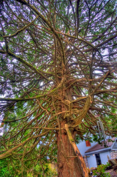 tree