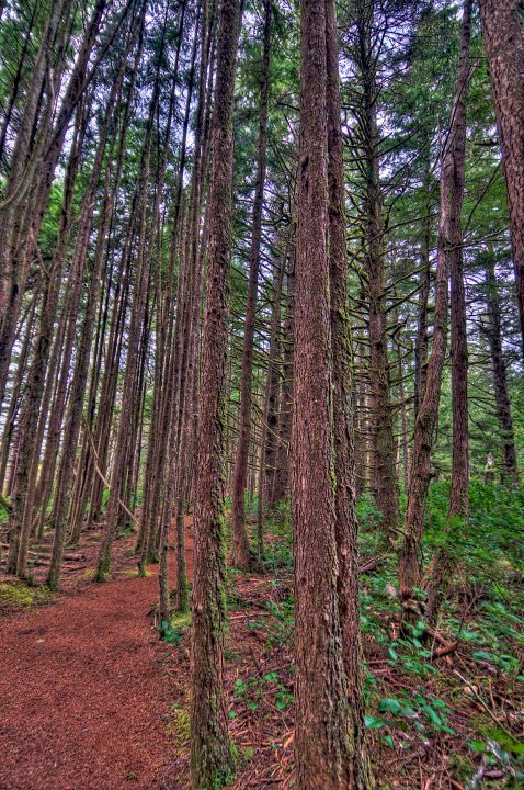 trees