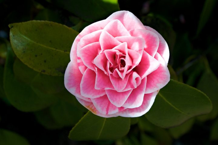 Pink Flower