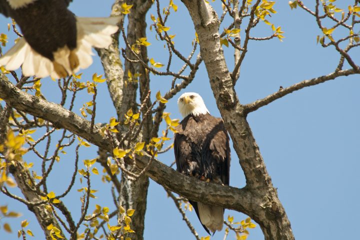 me taking a picture of the wrong bird