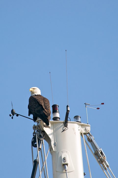 Bald Eagle