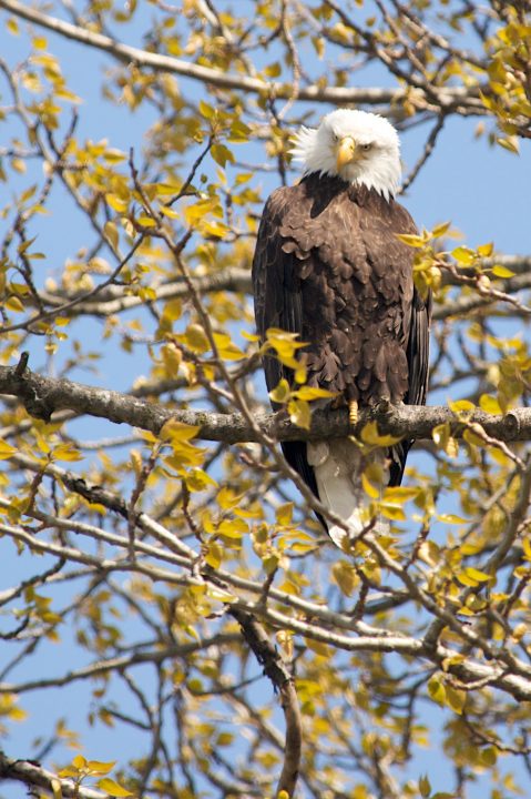 Bald Eagle