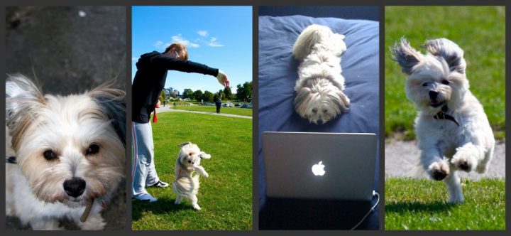 A Dog’s Life