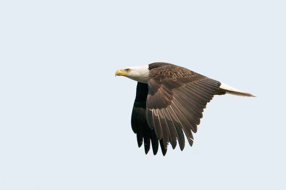 Bald Eagle In Flight
