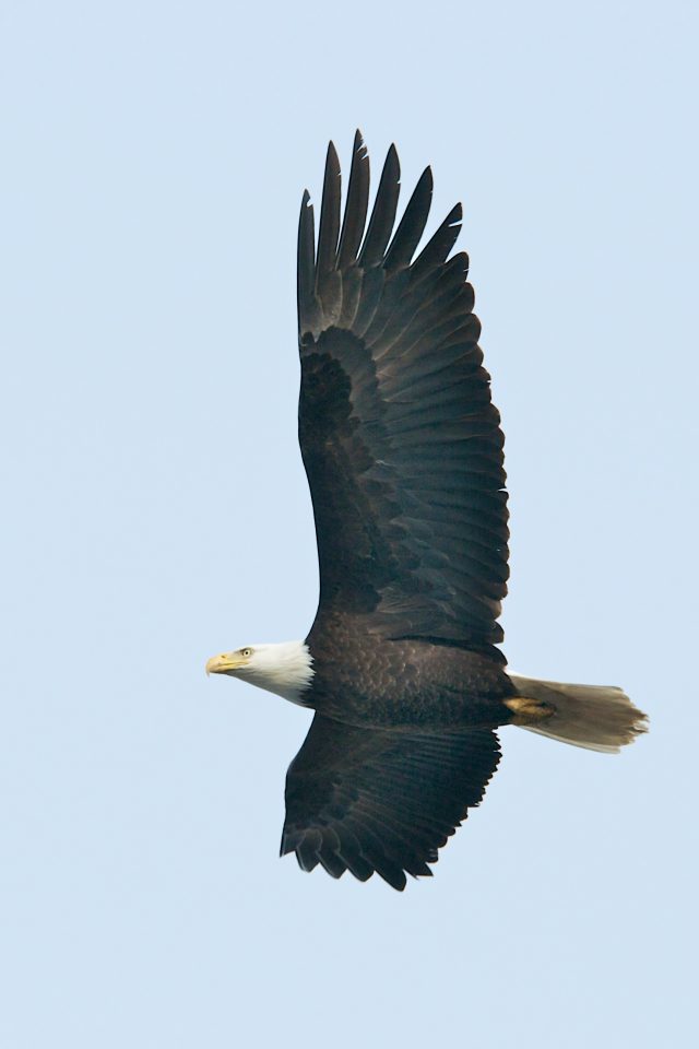 Bald Eagle Mid Flight