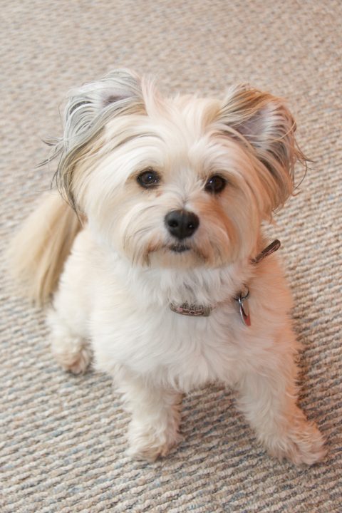 Before the haircut