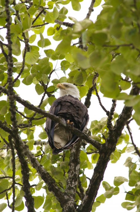 Bald Eagle eyeing our dog