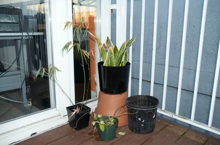 Our hurtin garden is ghetto