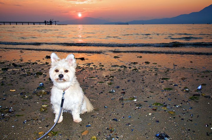On the Beach at Sunset