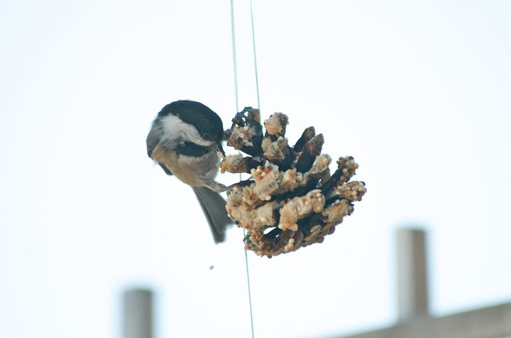 DIY Bird Feeder