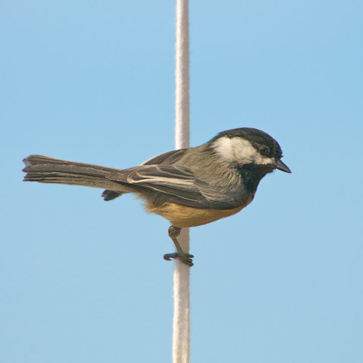 Bird On a Wire