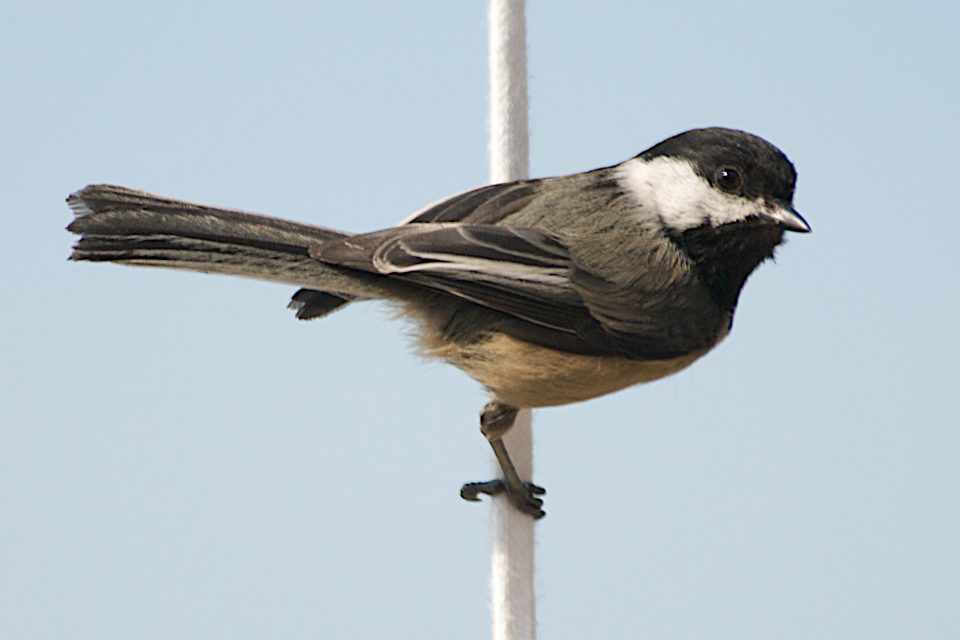 Bird On a Wire