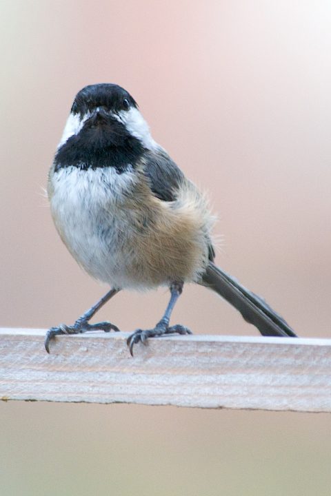 Fuzzy Bird