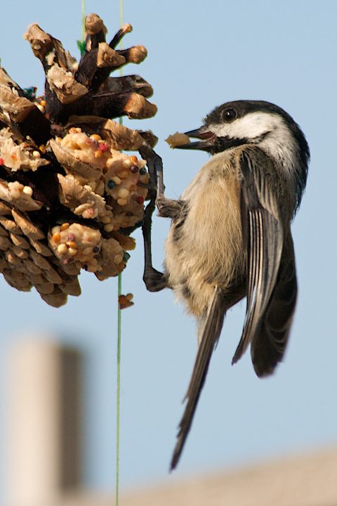 Nom Nom Nom