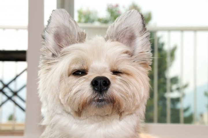 Suspicious Dog is Suspicious