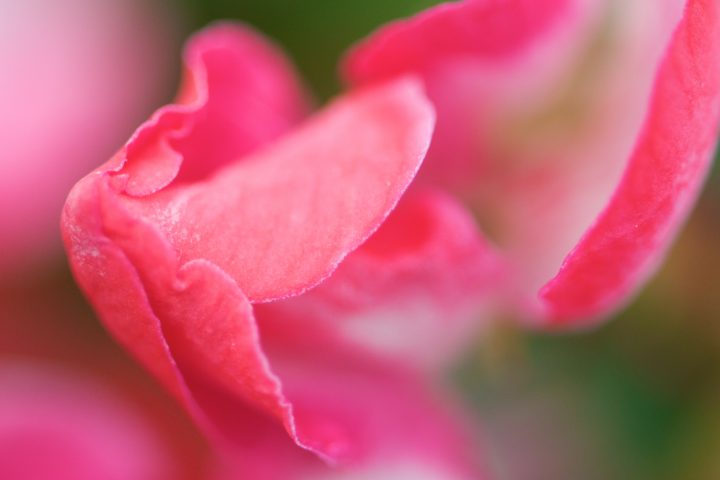 Soft flower petals macro