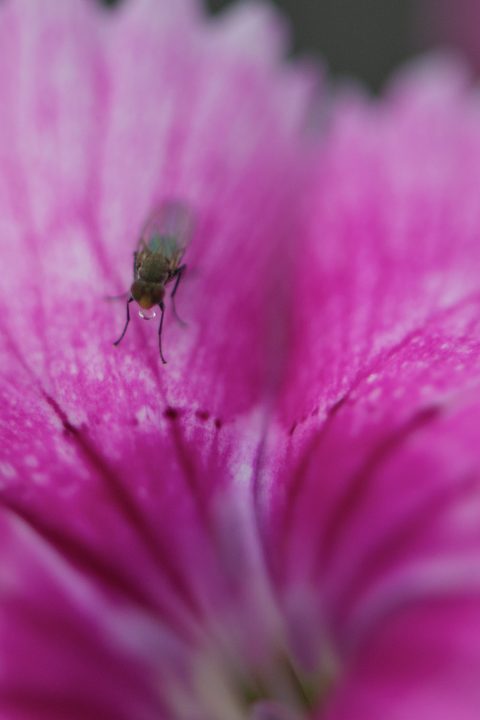Bug Drinking Droplet Of Water Macro