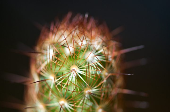 Cactus