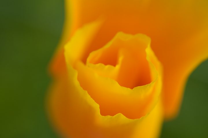 macro yellow flower