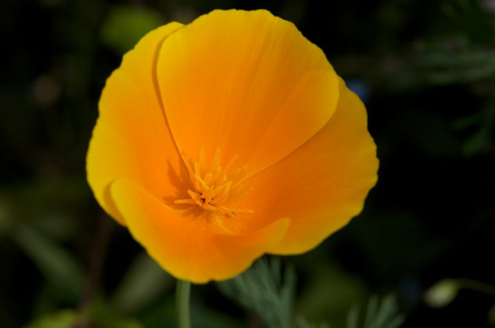 yellow flower
