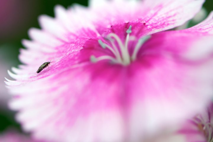 Tiny Bug is Tiny