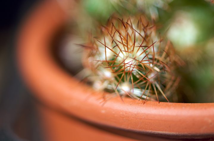Baby Cactus Says ‘Dont Touch Me’