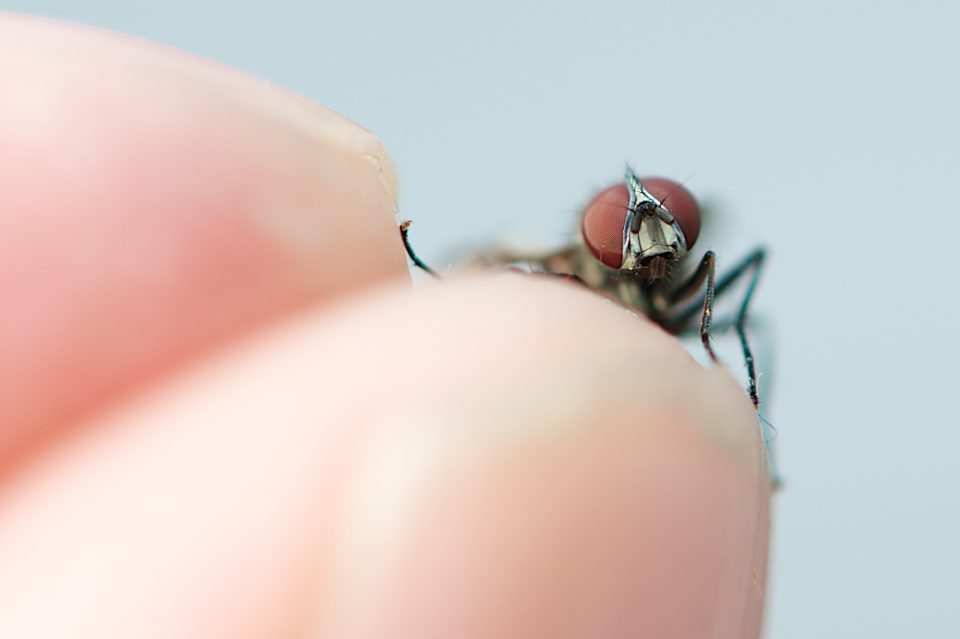 Holding A Fly In Your Hand Macro