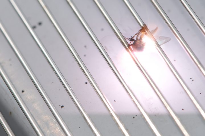 Electric Flyswatter Zaps A Fly