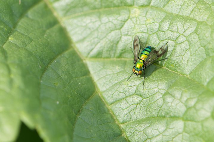 fly on a leaf